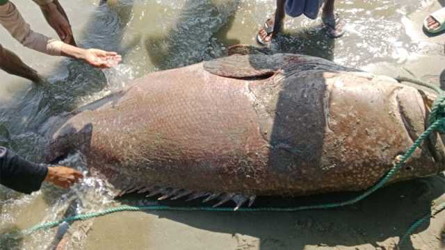 ২০০ কেজির ভোল মাছ বিক্রি হলো ২ লাখ ৬০ হাজার টাকায়