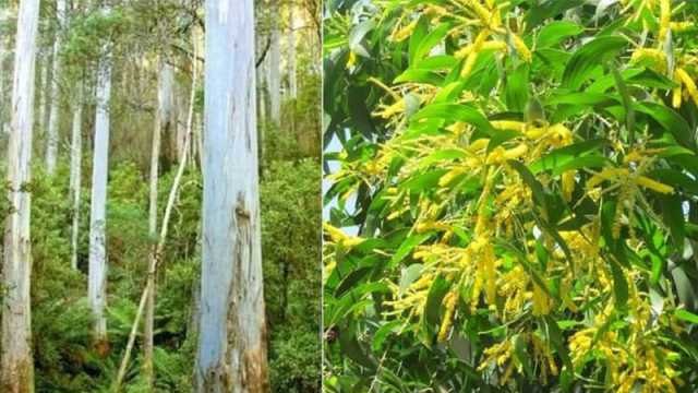আকাশমণি ও ইউক্যালিপটাসের চারা ধ্বংস করছে কৃষি মন্ত্রণালয়