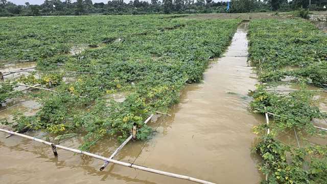 গোমতীর চরে ১১ হাজার হেক্টর সবজিক্ষেত পানির নিচে