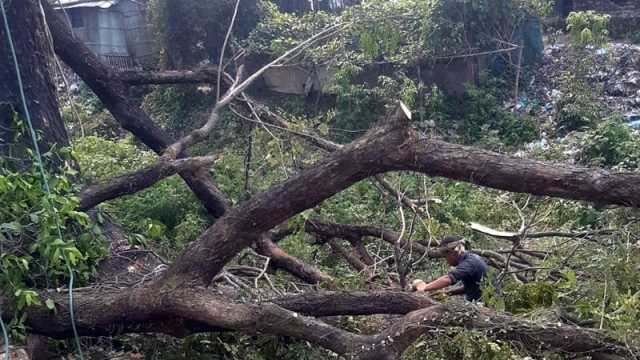 যে জমিতে ঠাঁই মিলেছে সেখানেই লুটপাট