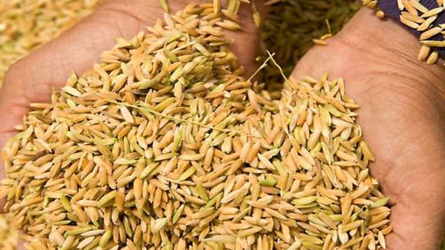 কৃষকদের বাদ দিয়ে সিন্ডিকেট করে ব্যবসায়ীর ধান ক্রয়ের অভিযোগ