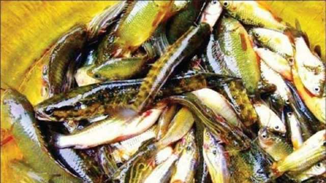 দেশি মাছ রক্ষায় প্রজননকালে মনোযোগ দিন