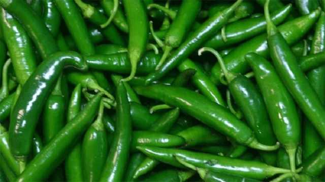 ঘোড়াশালে কাঁচামরিচের দাম কেজিতে ৬০০ টাকা
