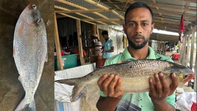 ২ কেজির ইলিশ বিক্রি হলো ৭ হাজার ৭০০ টাকায়