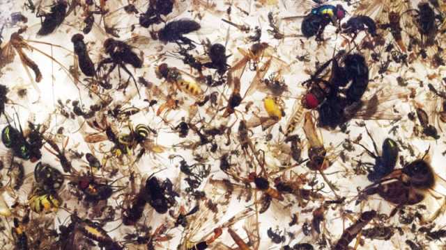 কীটনাশকে বিলুপ্তির মুখে পোকামাকড়