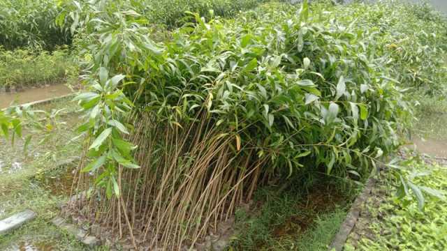 বন বিভাগের নার্সারিতে নিষিদ্ধ গাছের চারা