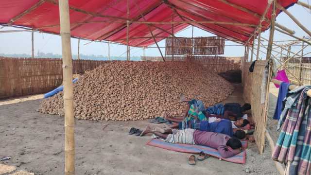আলু চাষে কৃষকের মাথায় হাত