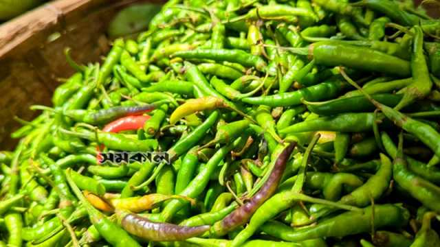 টানা বৃষ্টিতে লাফিয়ে বাড়ছে কাঁচামরিচের দাম