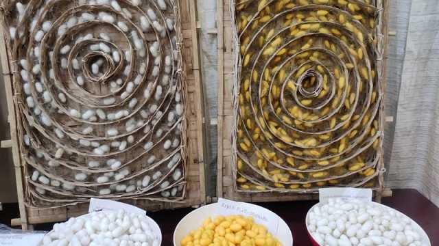 ভর্তুকি দিয়ে বাঁচিয়ে রাখা হয়েছে রেশমশিল্প
