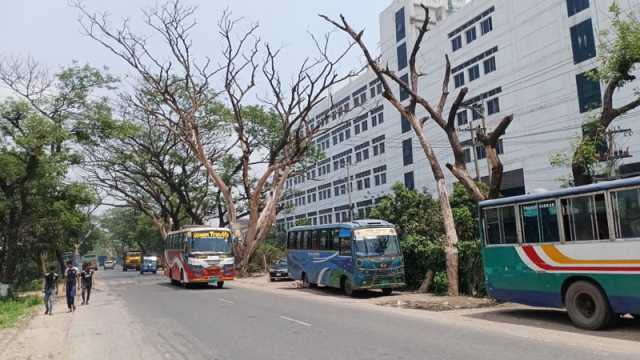সড়কে দুই শতাধিক মরা গাছে, চলাচলে ঝুঁকি