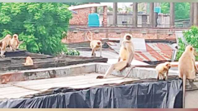 লোকালয়ে ঘুরে বেড়াচ্ছে কালোমুখ হনুমানের দল