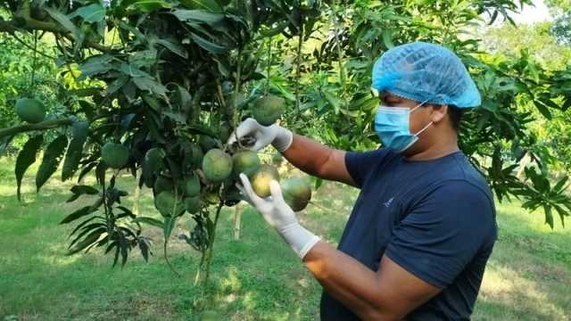 নিরঞ্জনের ‘নিরাপদ’ আম সুবাস ছড়াচ্ছে ইউরোপে
