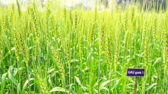 উচ্চ লবণসহিষ্ণু গমের নতুন জাত উদ্ভাবন
