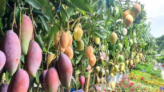 আজ পরিবেশ ও বৃক্ষমেলা শুরু