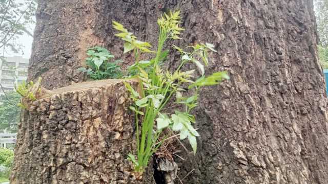 ঢাকা বিশ্ববিদ্যালয়ের দুর্লভ আকাশ নিম বৃক্ষটি হুমকির মুখে