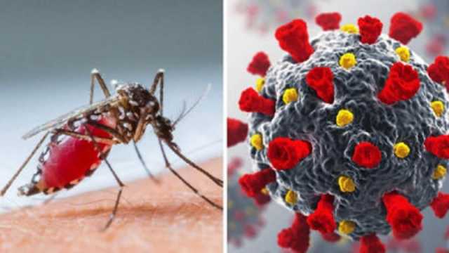 ডেঙ্গু-করোনায় দুই মৃত্যু, আক্রান্ত ২৭৫ জন