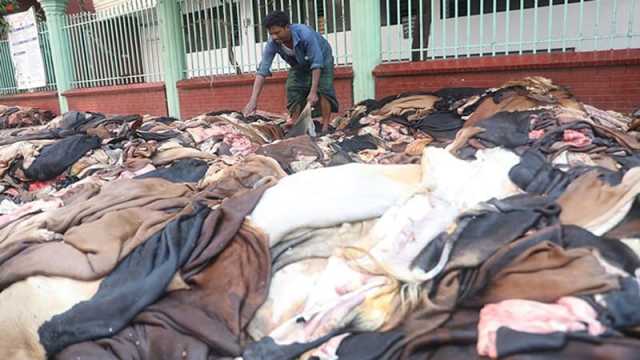 ঈদের পর থেকে ১০ দিন ঢাকায় কাঁচা চামড়া পরিবহন নিষিদ্ধ