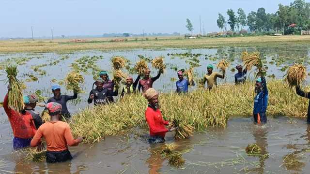 আকস্মিক বন্যায় চলনবিলে ডুবল বোরো ধান