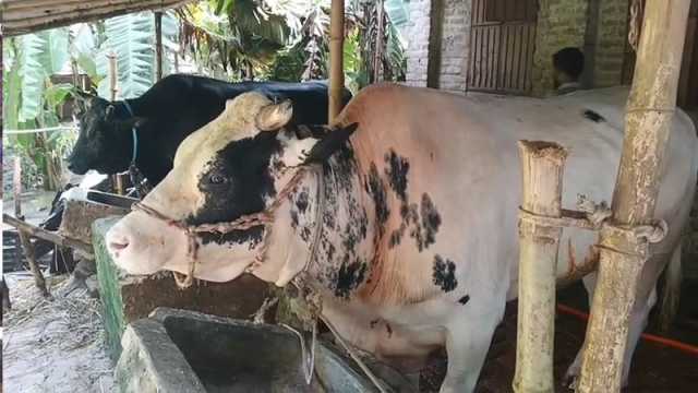 সেই হিরো-ভিলেন বিক্রি না হওয়ায় বিপদে খামারি