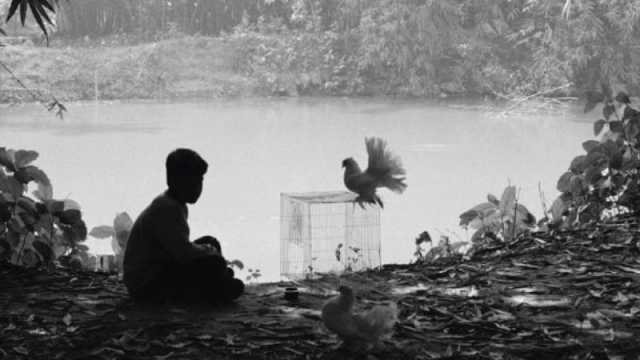 রাশিয়ার কাজান উৎসবে বাংলাদেশের ‘দ্য পেয়ার অব হোয়াইট পিজন্স’