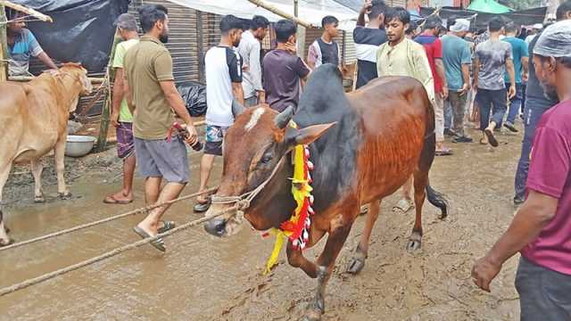 বড় গরু নিয়ে দুশ্চিন্তায় খামারিরা