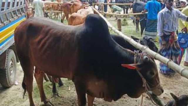 পশুর হাটে ক্রেতা কম, শঙ্কায় খামারিরা