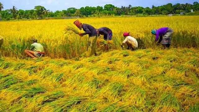 চট্টগ্রাম কৃষি অঞ্চলে ধান আবাদে আগ্রহ বাড়ছে  