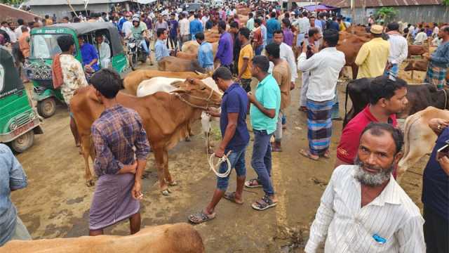 ফটিকছড়িতে জমে উঠেছে কোরবানির পশুর হাট