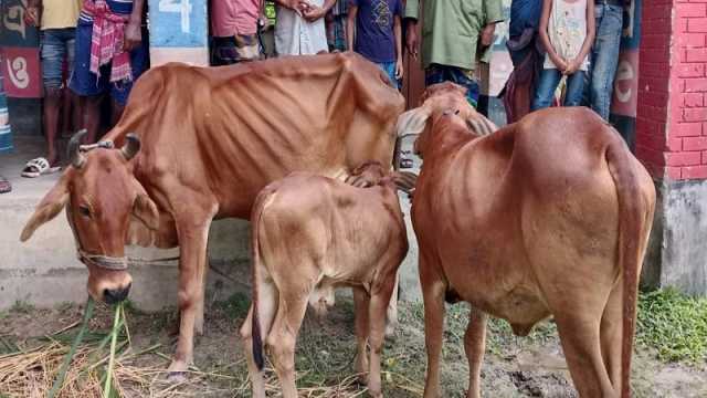 ‘পায়ের ছাপ’ অনুসরণ করে চোরের ডেরায় জনতা, ৩টি গরুসহ চোর আটক