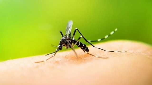 ডেঙ্গু প্রতিরোধে ব্যবস্থা নিতে স্বাস্থ্য অধিদপ্তরের চিঠি