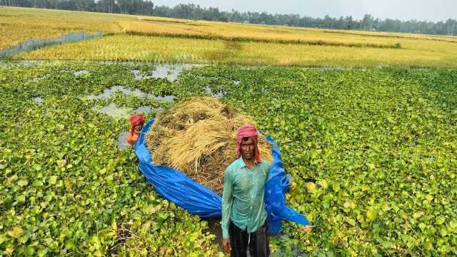 আকস্মিক বন্যায় ডুবছে চলনবিলের বিঘার পর বিঘা বোরো ক্ষেত, হতাশায় কৃষক