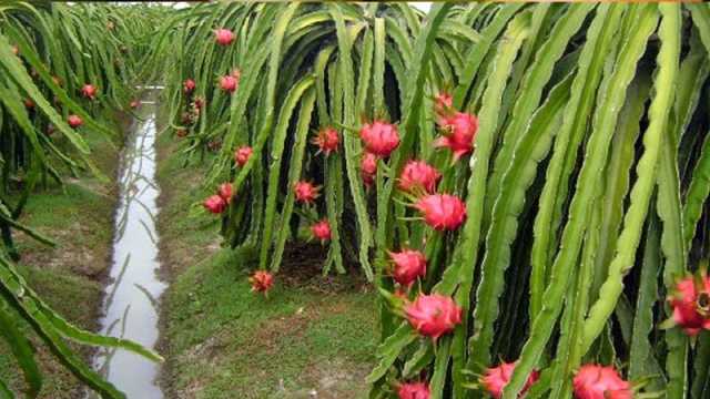 বিদেশি ফল উৎপাদনে শীর্ষে যশোর অঞ্চল