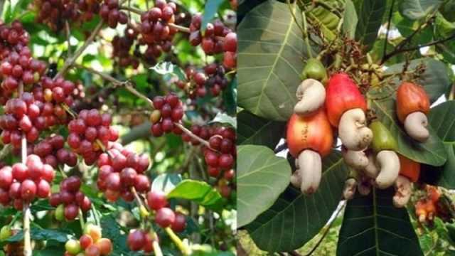 নতুন সম্ভাবনার নাম কফি-কাজুবাদাম