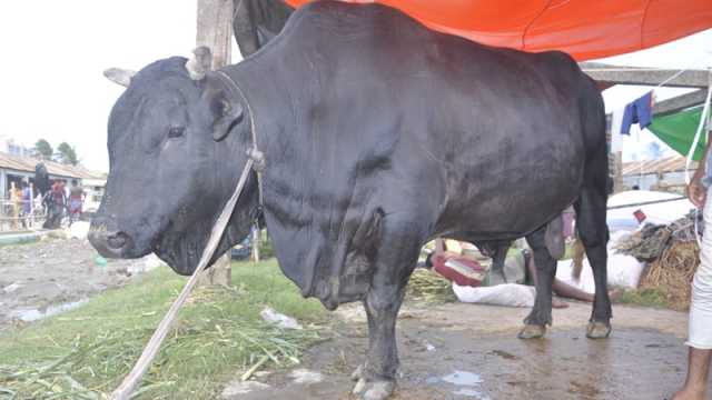 ‘পিটবুল’ এর দাম হাঁকা হচ্ছে ১২ লাখ টাকা
