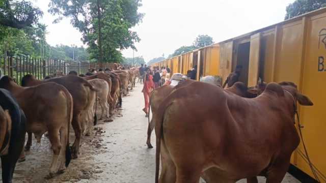 ৪০০ গরু নিয়ে জামালপুর ছাড়ল ক্যাটল স্পেশাল ট্রেন