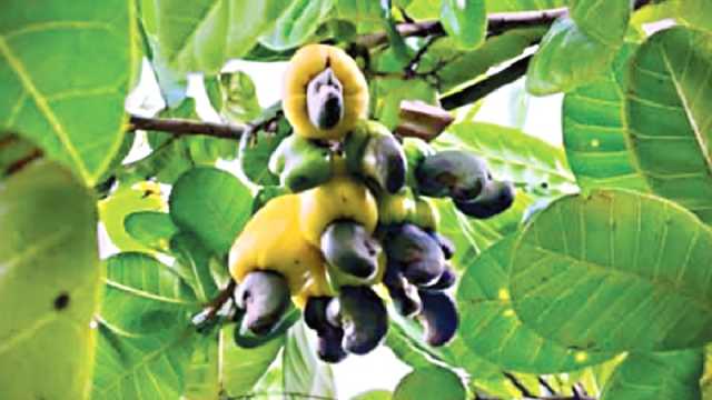 ফলের তিন হাজার কোটি টাকার বাজার পাহাড়ে