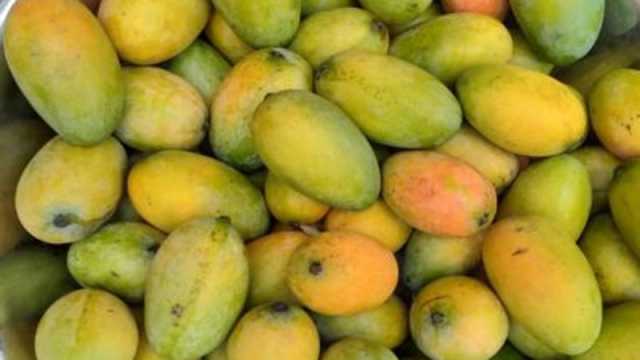 দেশীয় আমের মেলা শুরু