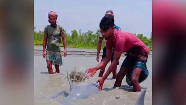 নিঝুমদ্বীপে জোয়ারের পানিতে ভেসে এলো দুটি ডলফিন