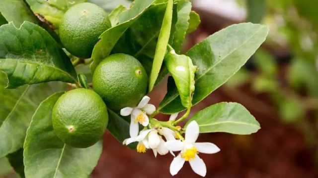 ৫ বছরে লেবুজাতীয় ফসলের উৎপাদন বেড়েছে ২৫%