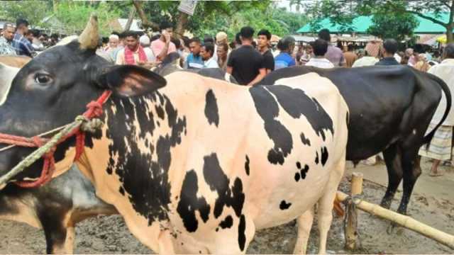 ফেসবুকে পশুর হাট ক্রেতার দৌড়ঝাঁপ