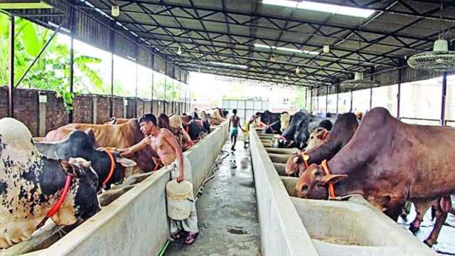 ভাগে কোরবানির ব্যবস্থা করছেন খামার মালিকরা