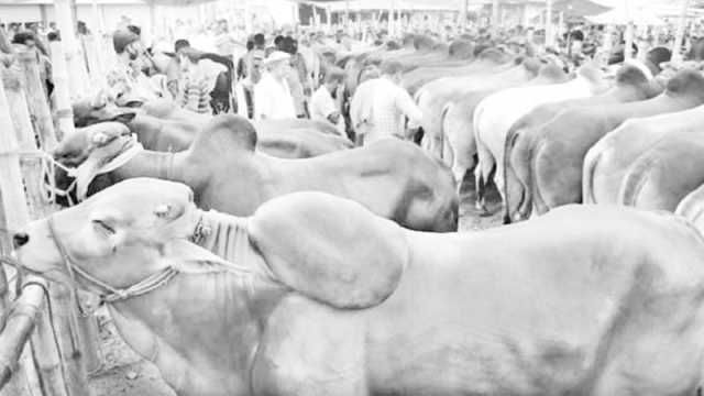 কোরবানির জন্য কোন গরু কিনবেন