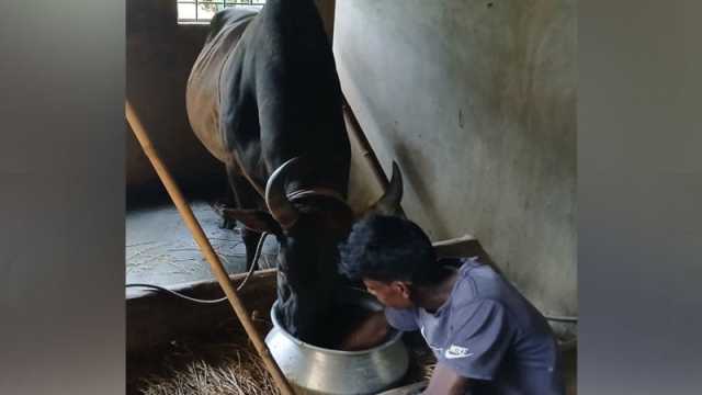 লড়াইয়ের ষাঁড় পালনে বছরে খরচ প্রায় ৬ লাখ