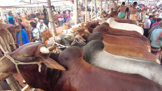 এবার কোরবানি কম ১৫ লাখ