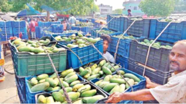 চাঁপাইনবাবগঞ্জে আমের বাজারে অস্থিরতা চলছেই