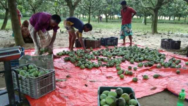 ১৫০ কোটি টাকার আম বিক্রির আশা, রপ্তানি হবে তিন দেশে