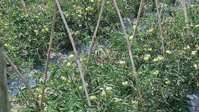 গ্রীষ্মকালীন টমেটোর বাম্পার ফলনে খুশি কৃষক