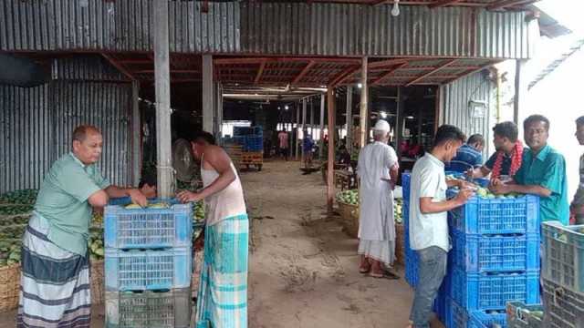 আমের ক্রেতা নেই অর্ধেক দামে বিক্রি