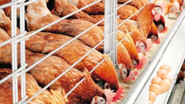 বাড়তি করের চাপে পোলট্রি শিল্প