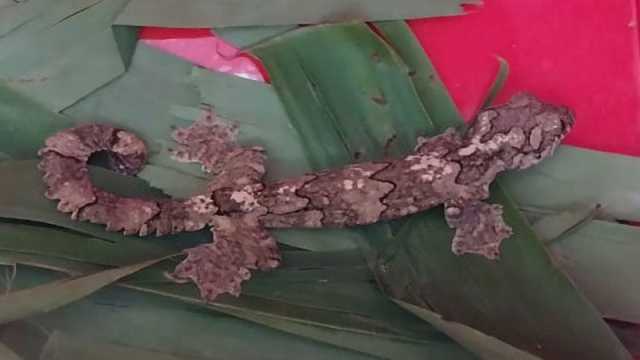 হাঁসপায়া তক্ষক উদ্ধার চক্রের ৯ সদস্য গ্রেপ্তার